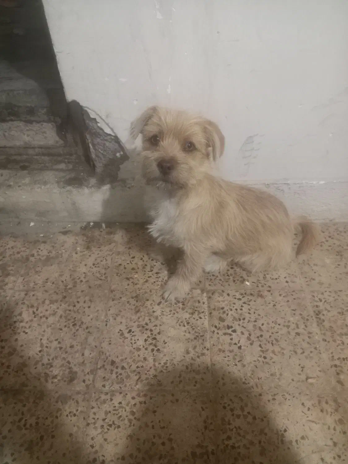 پاکوتاه اشپیتز دوماهه|سگ|گرگان, |دیوار