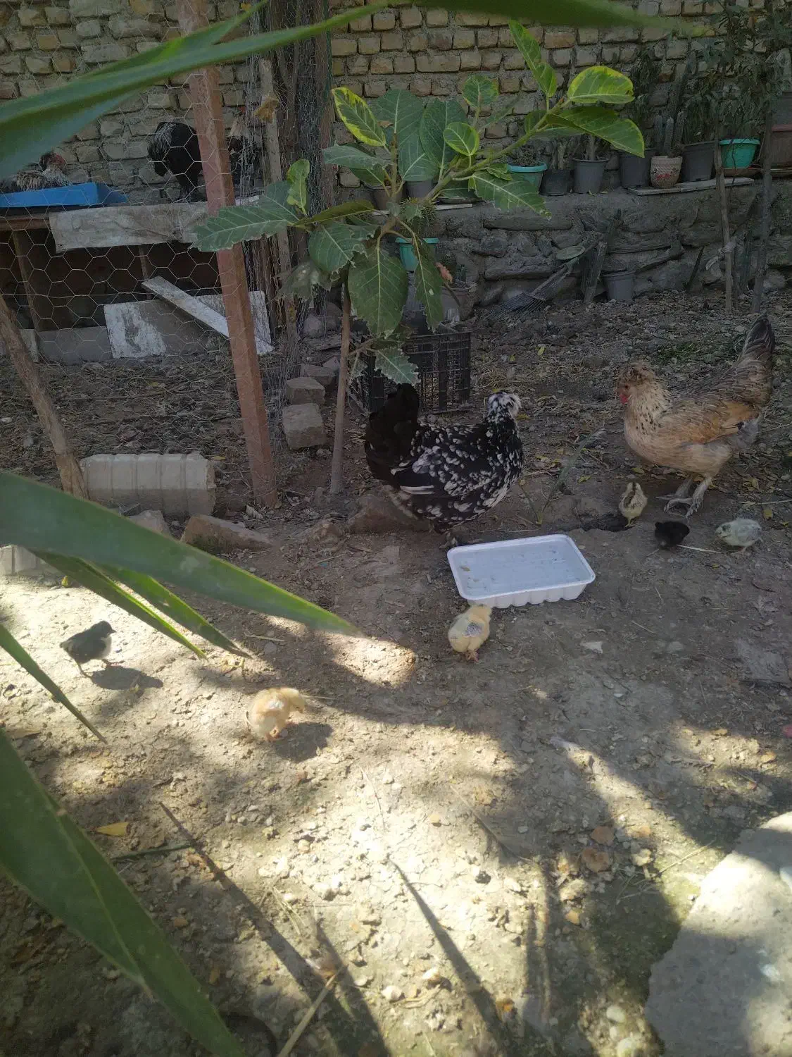 مرغ و خروس پاکوتاه کاکلی و پاپر|حیوانات مزرعه|بندر گز, |دیوار