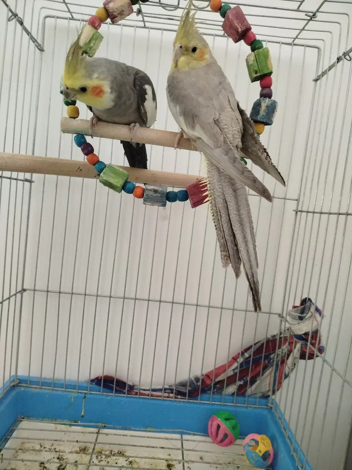 عروس هلندی|پرنده|زرقان, |دیوار