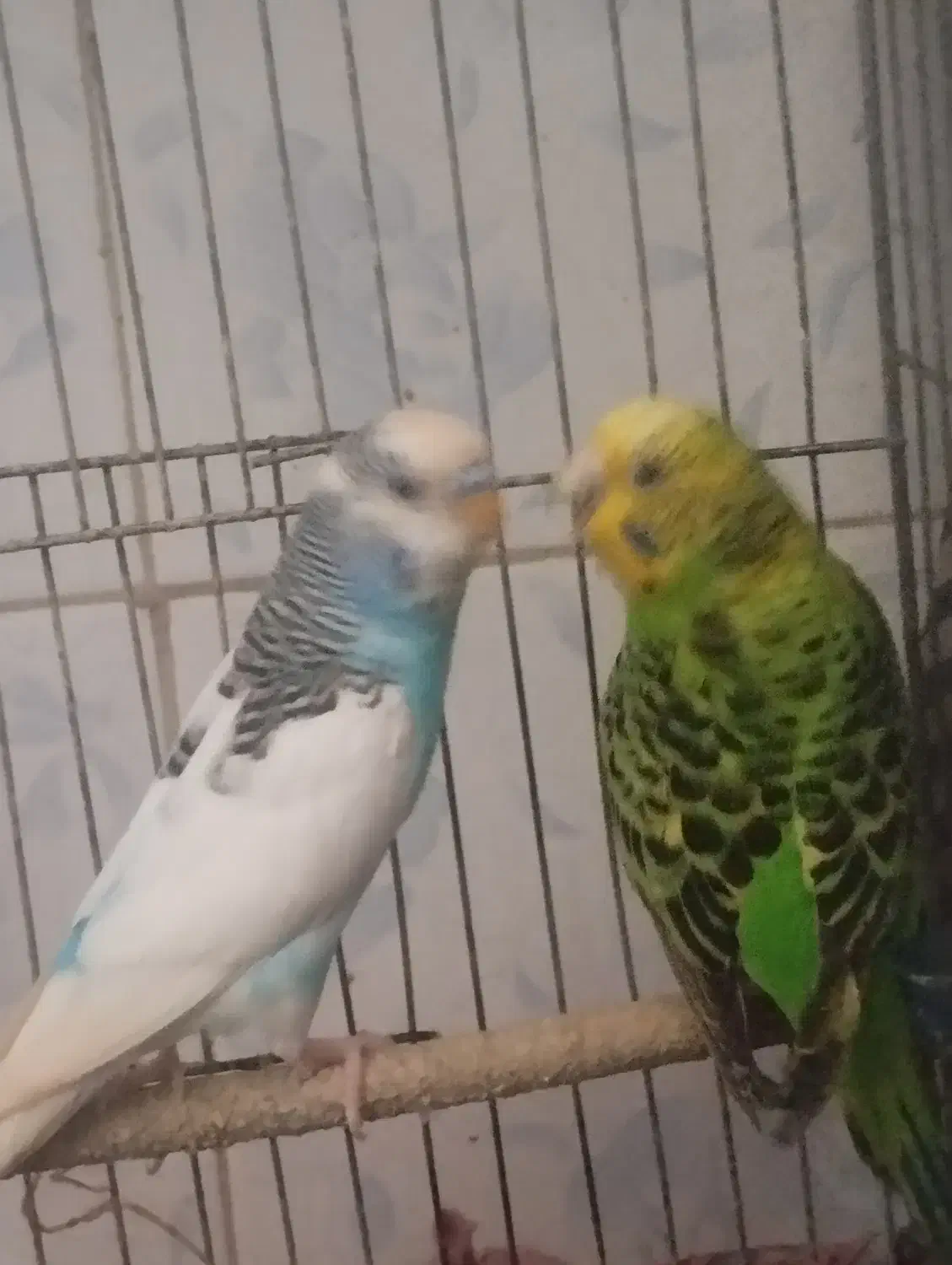 مرغ عشق|پرنده|لاهیجان, کوی زمانی|دیوار