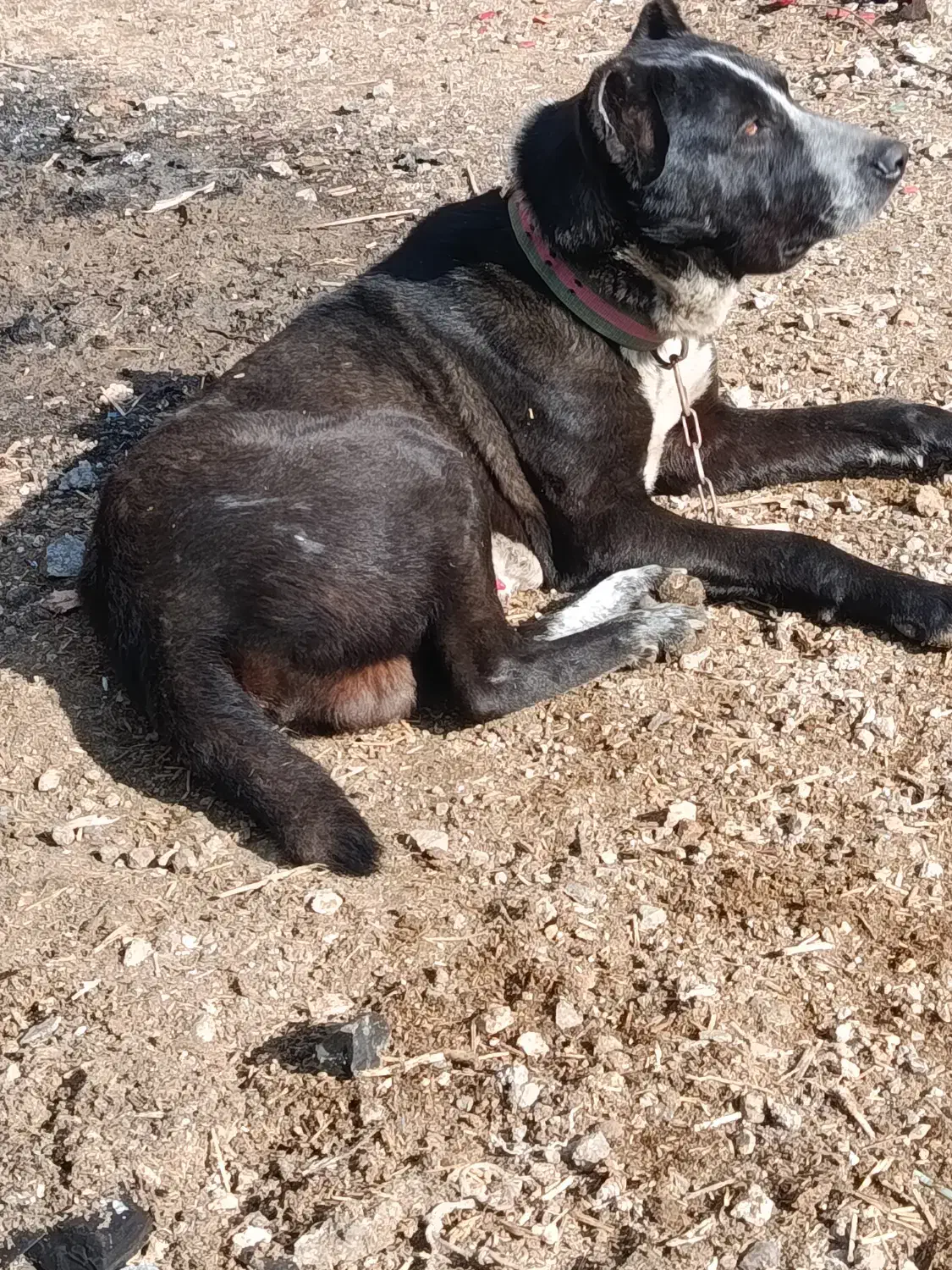 در قم.  میدان امام|سگ|قم, بکایی|دیوار