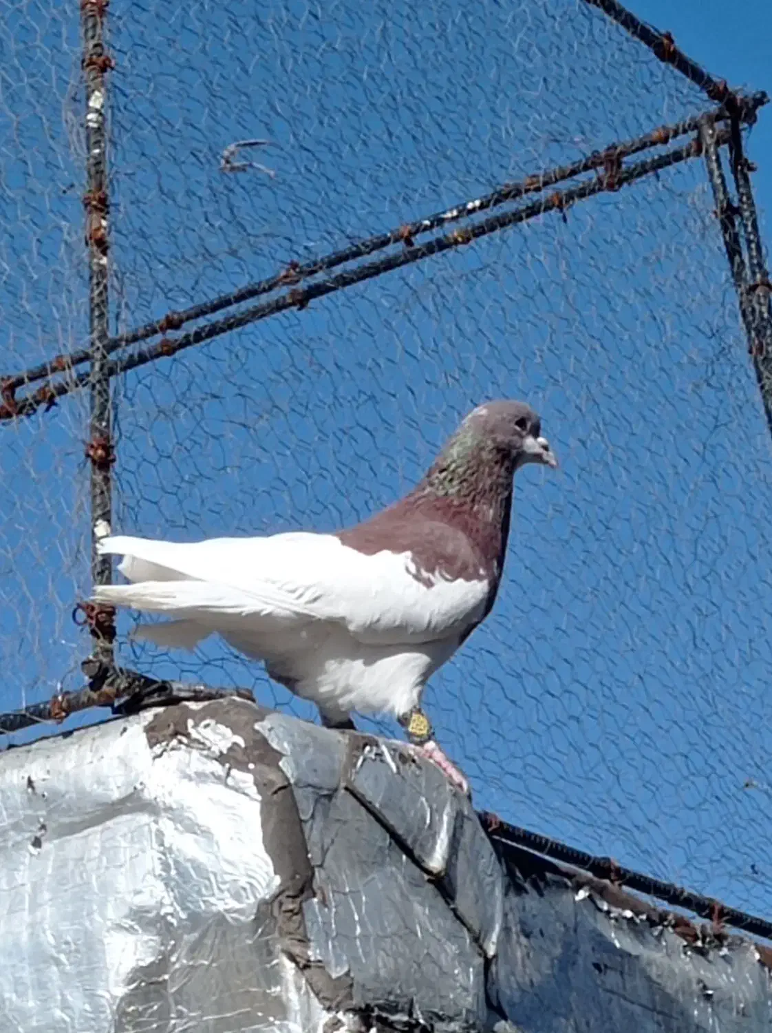 نرماده شهری|پرنده|شیراز, کوشک میدان|دیوار