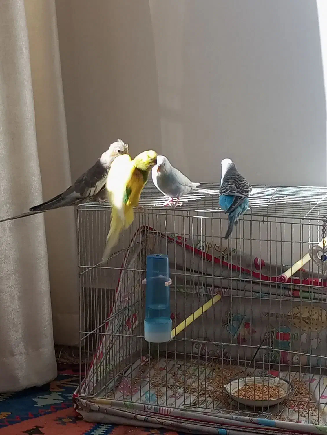 مرغ عشق وعروس هلندی|پرنده|دشتابی, |دیوار