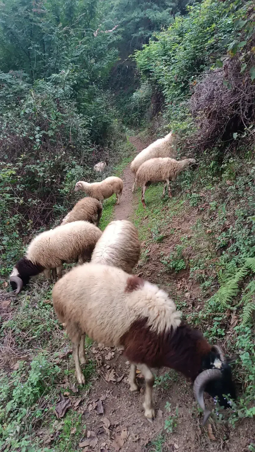 گوسفندای صحرایی به دلیل نبود مکان به فروش می رسد.|حیوانات مزرعه|لنگرود, |دیوار