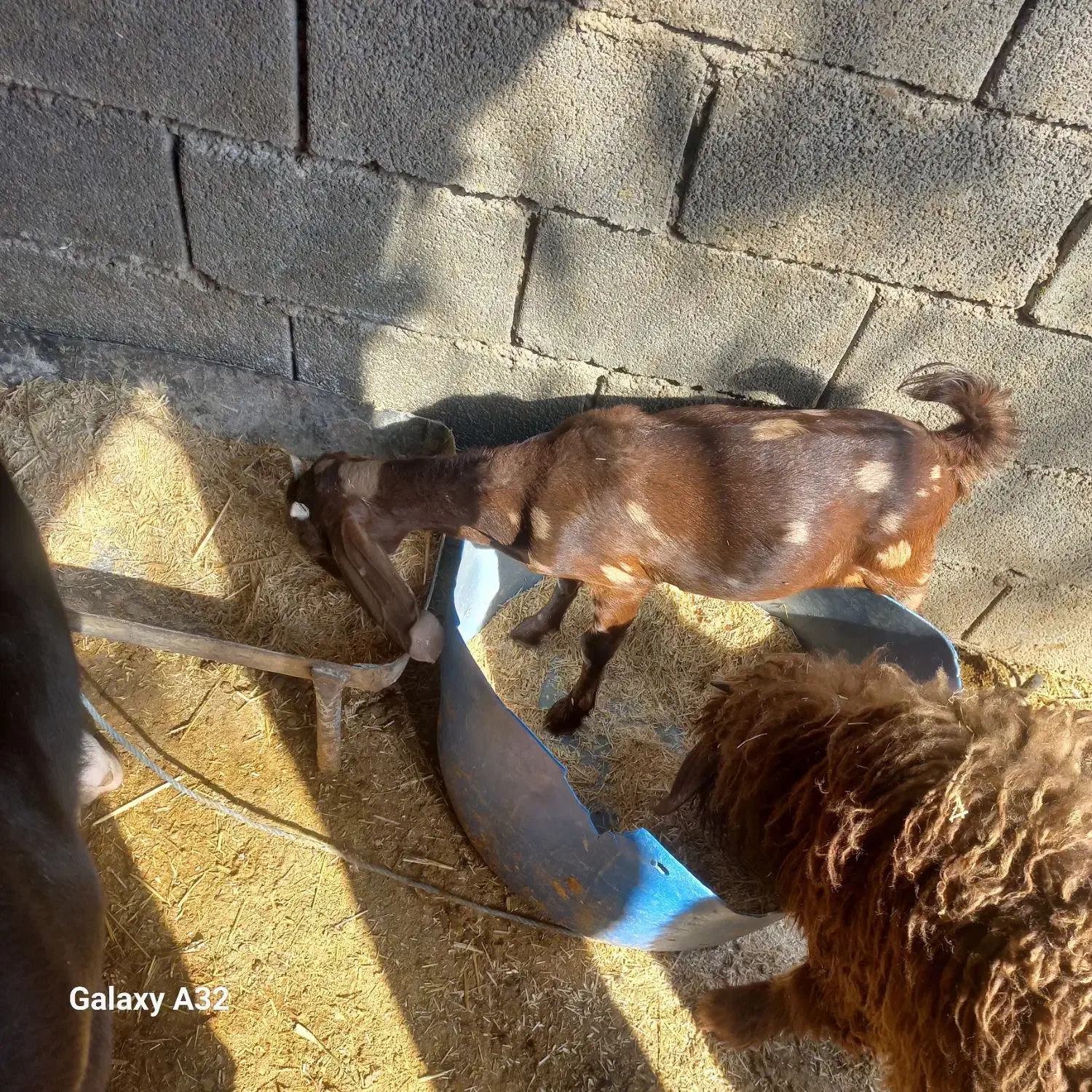 بز ماده|حیوانات مزرعه|بندر ماهشهر, |دیوار