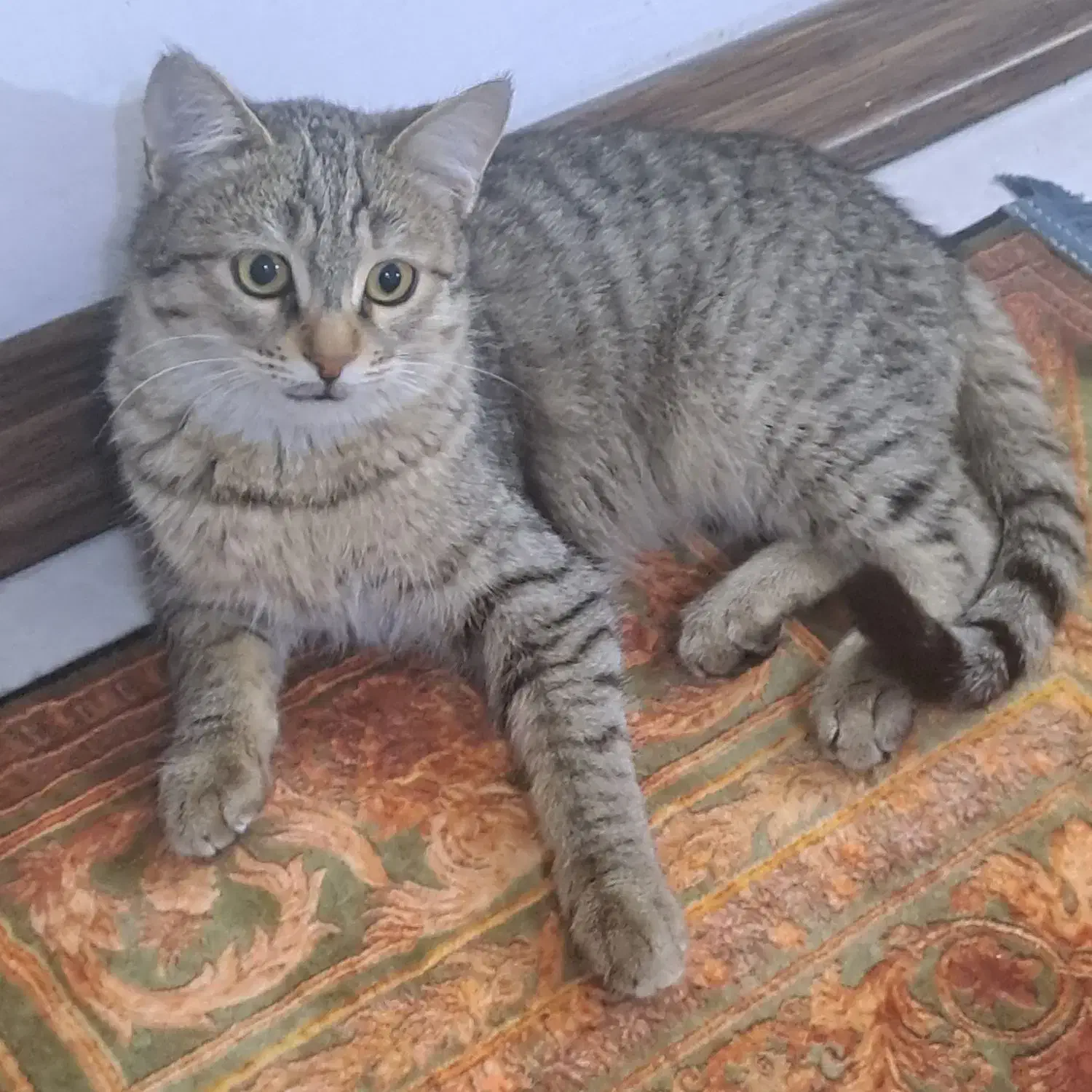 گربه نر۵ ماه|گربه|کرج, کرج نو|دیوار