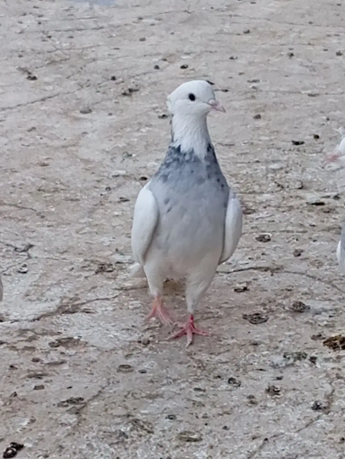 کفتر طوقی|پرنده|ساوه, |دیوار