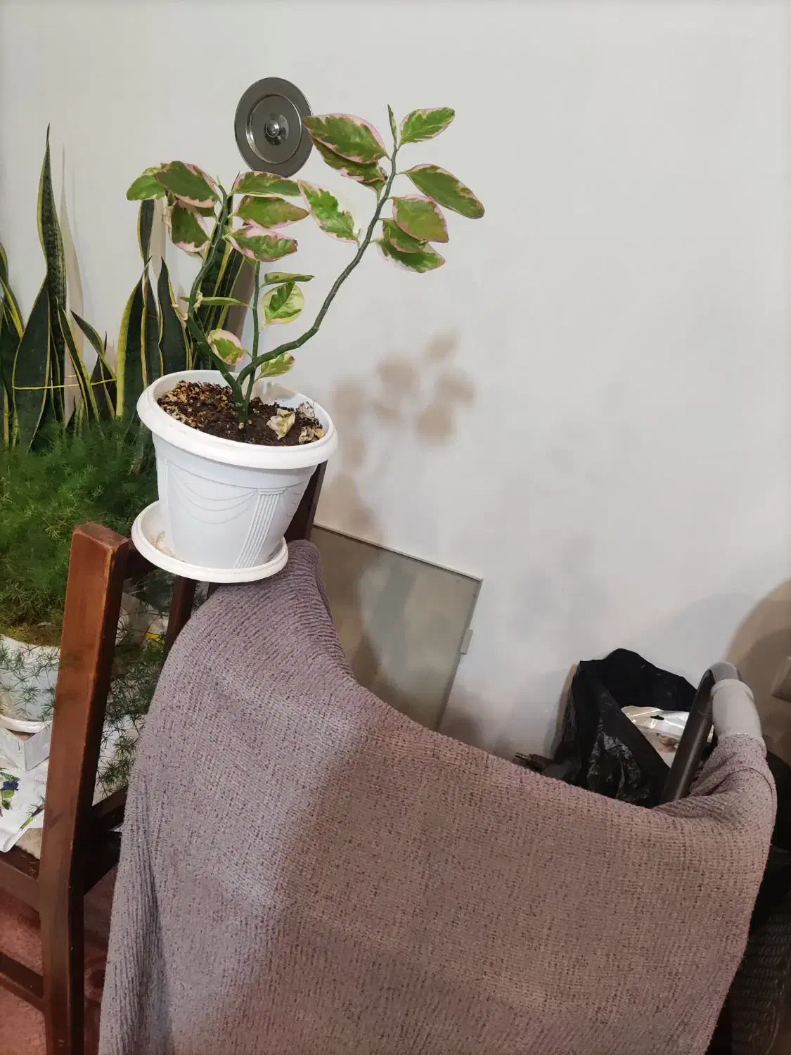 شال پفکی و گل|لباس|مرند, |دیوار