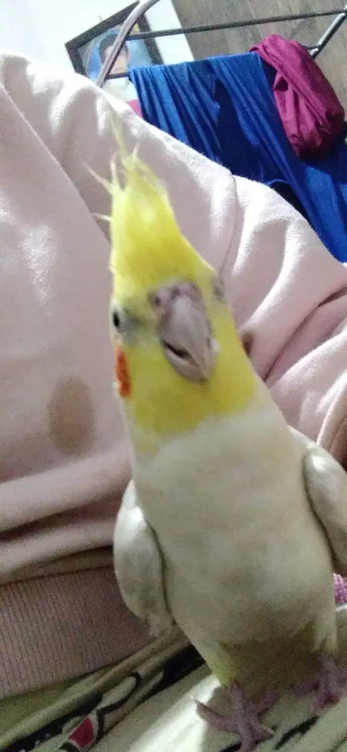 عروس هلندی نازار|پرنده|نورآباد, |دیوار