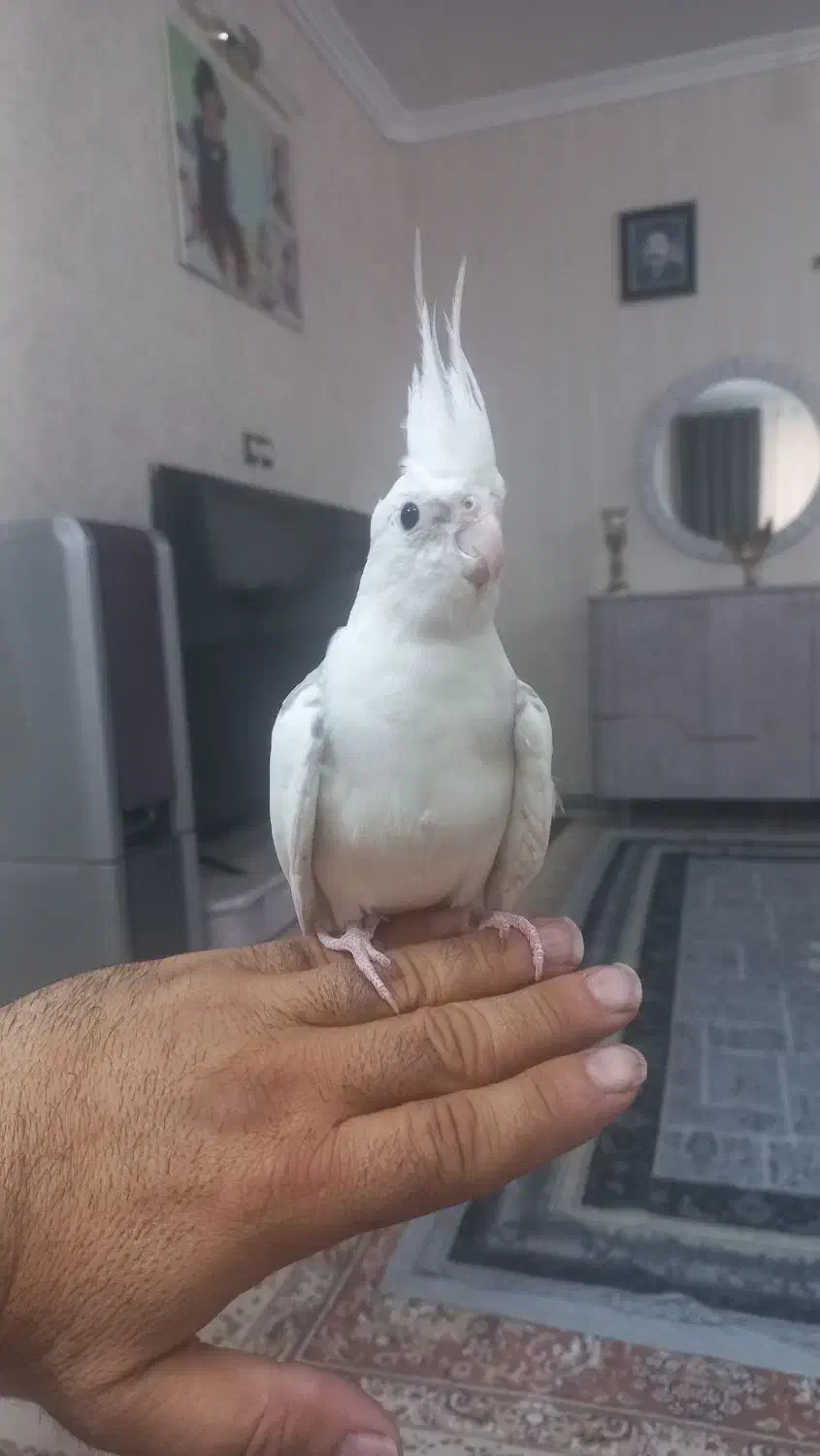 عروس هلندی جفت|پرنده|اسلام‌شهر, شهرک مهدیه|دیوار