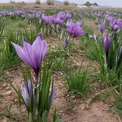 زعفران|خوردنی و آشامیدنی|نورآباد, |دیوار