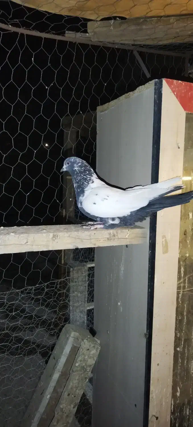 کبوترپرشی|پرنده|میلاجرد, |دیوار