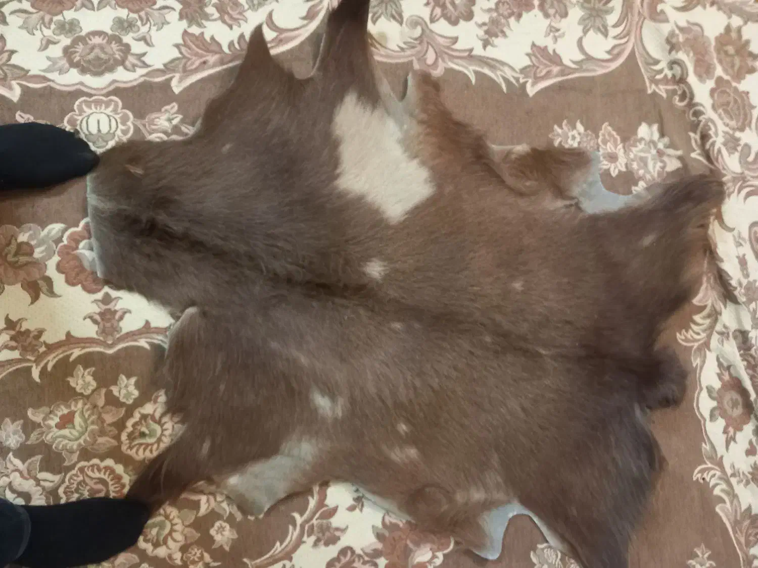 پوست بز|حیوانات مزرعه|اصفهان, شاهد|دیوار