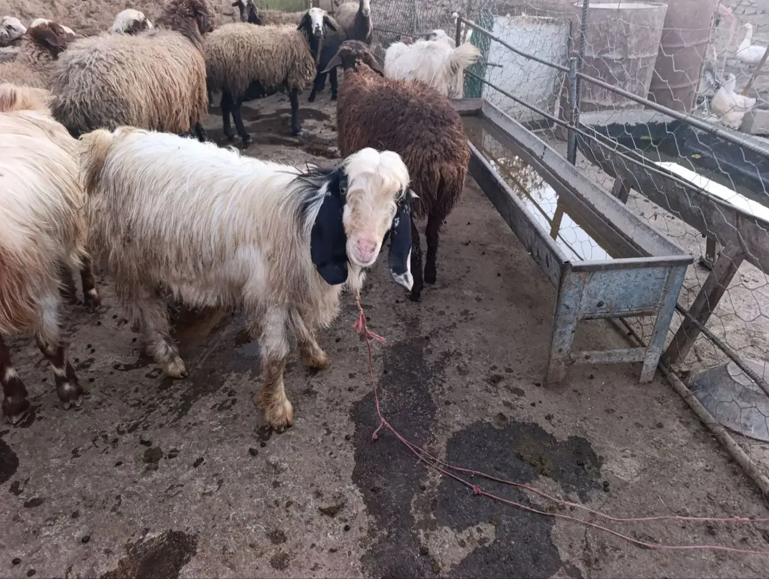 بزغاله نر|حیوانات مزرعه|صحنه, |دیوار