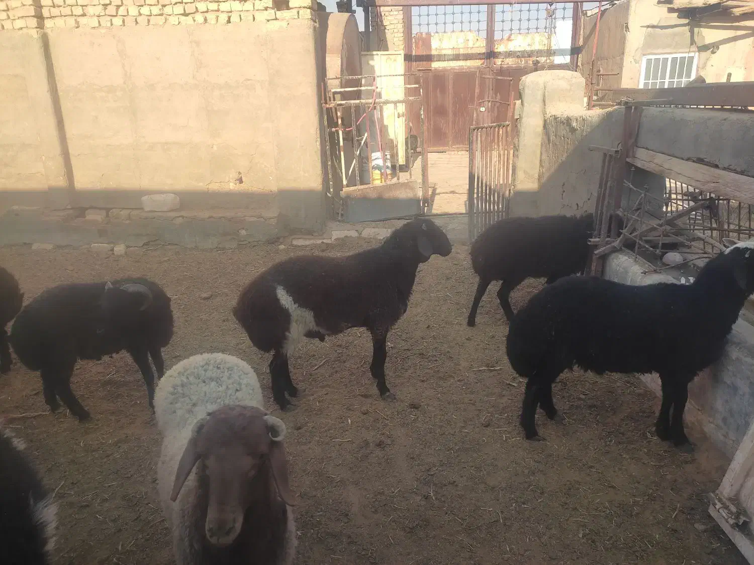 بره نر|حیوانات مزرعه|قم, پردیسان|دیوار