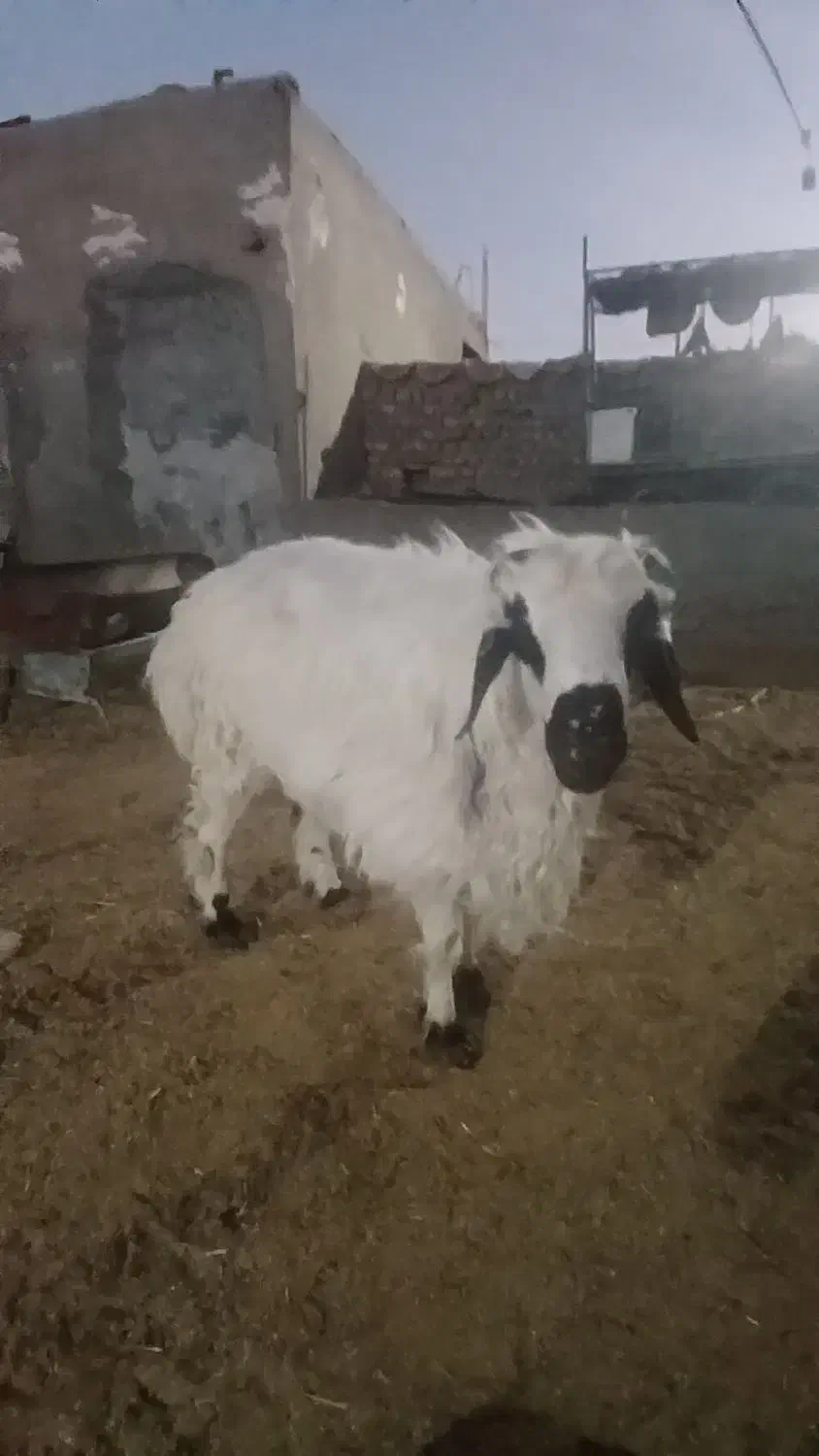 بره نر|حیوانات مزرعه|زاهدان, |دیوار