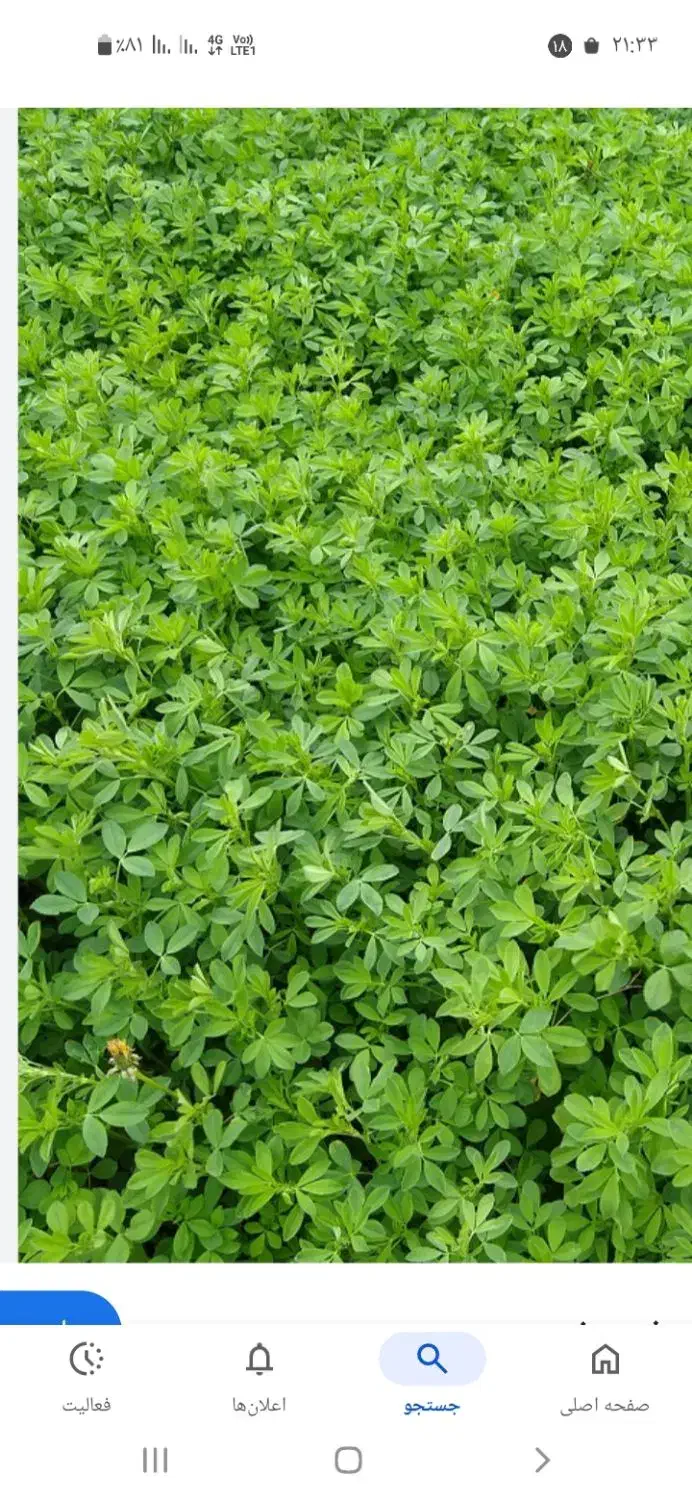 یونجه درجه یک|خدمات باغبانی و درختکاری|انگوت, |دیوار