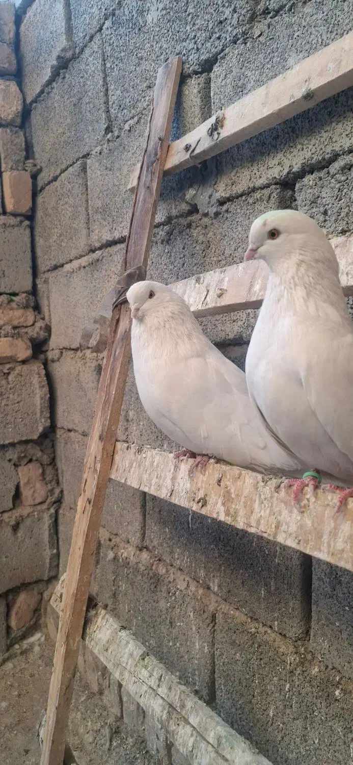کبوتر|پرنده|مهاجران, |دیوار