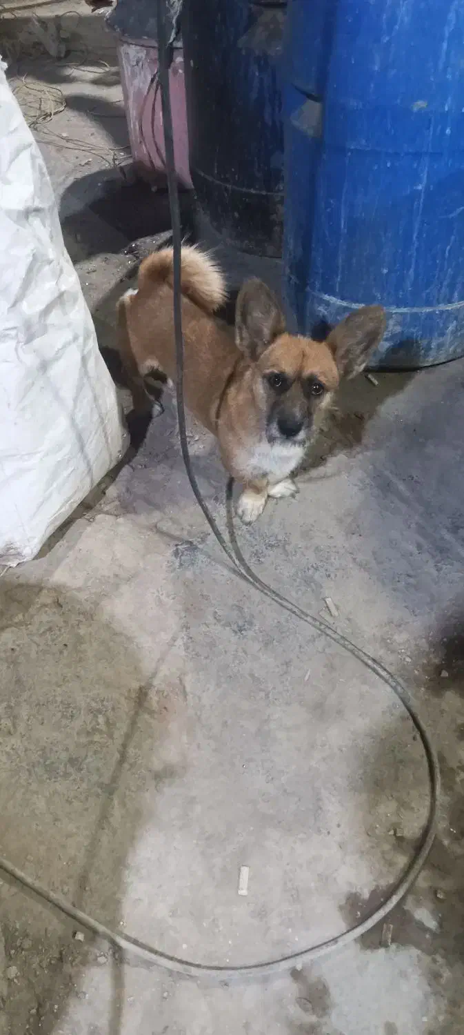 واگذاری سگ|سگ|پاکدشت, خاتون آباد|دیوار