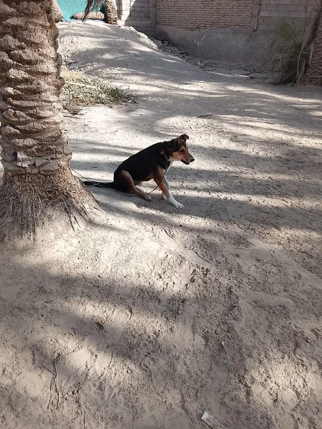 سگ گله فروشی|سگ|عنبرآباد, |دیوار