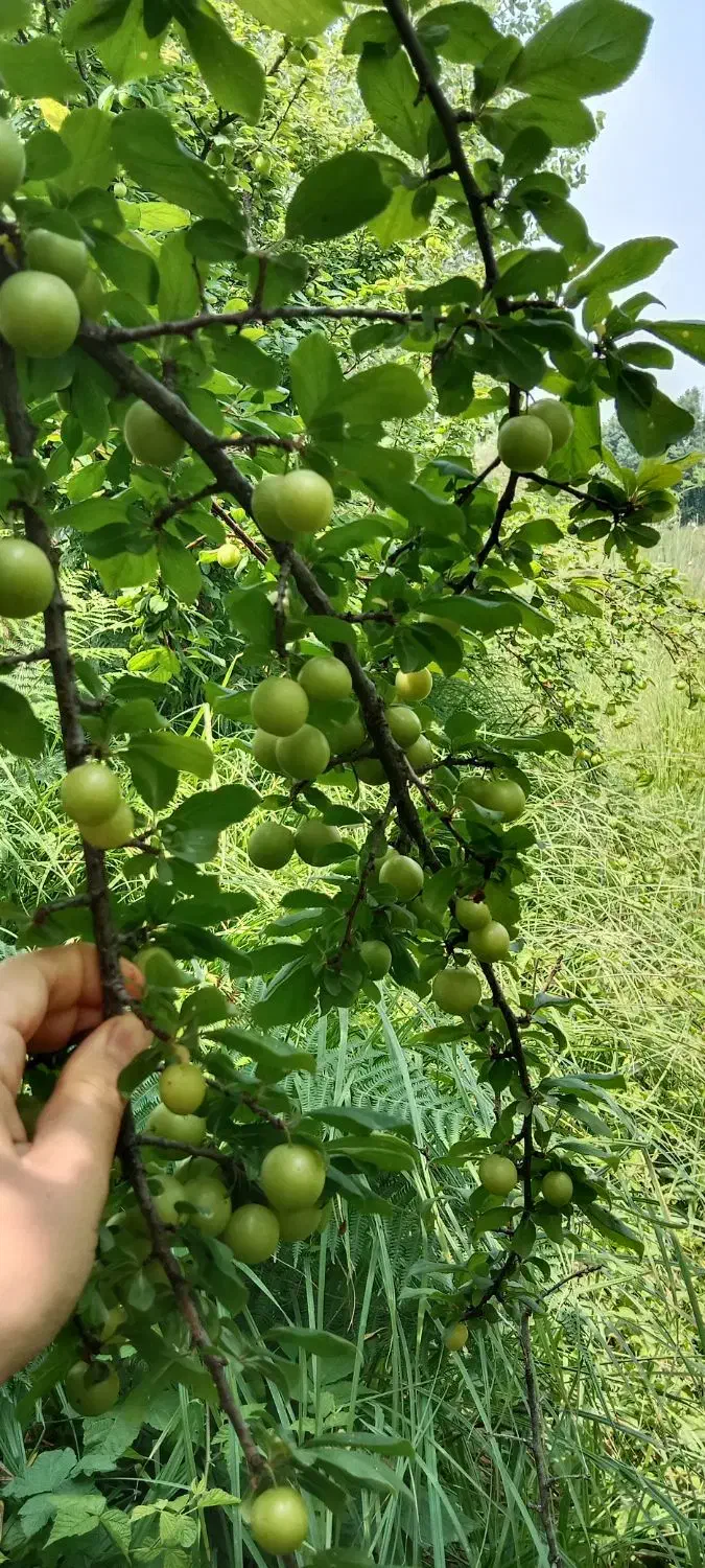 فروش خانه روستایی وحیاط وباغ|فروش زمین و ملک کلنگی|احمدسرگوراب, |دیوار