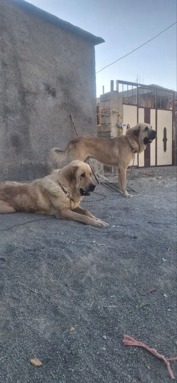 سگ پژدر مفقود|حیوانات|سنندج, |دیوار