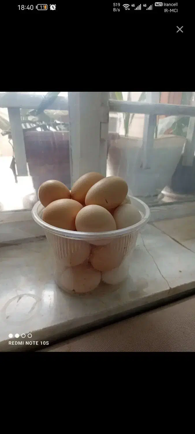 تخم|حیوانات مزرعه|قم, ولیعصر|دیوار