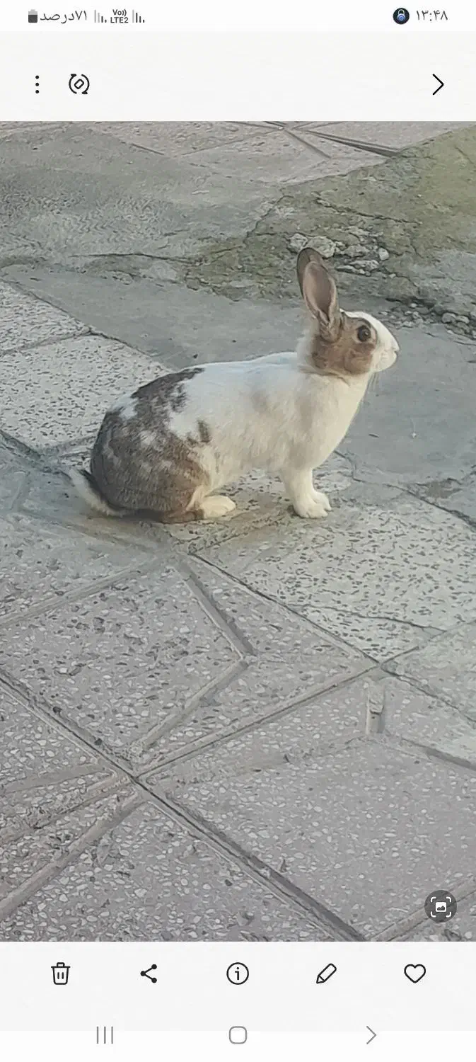 خرگوش|موش و خرگوش|سنندج, |دیوار