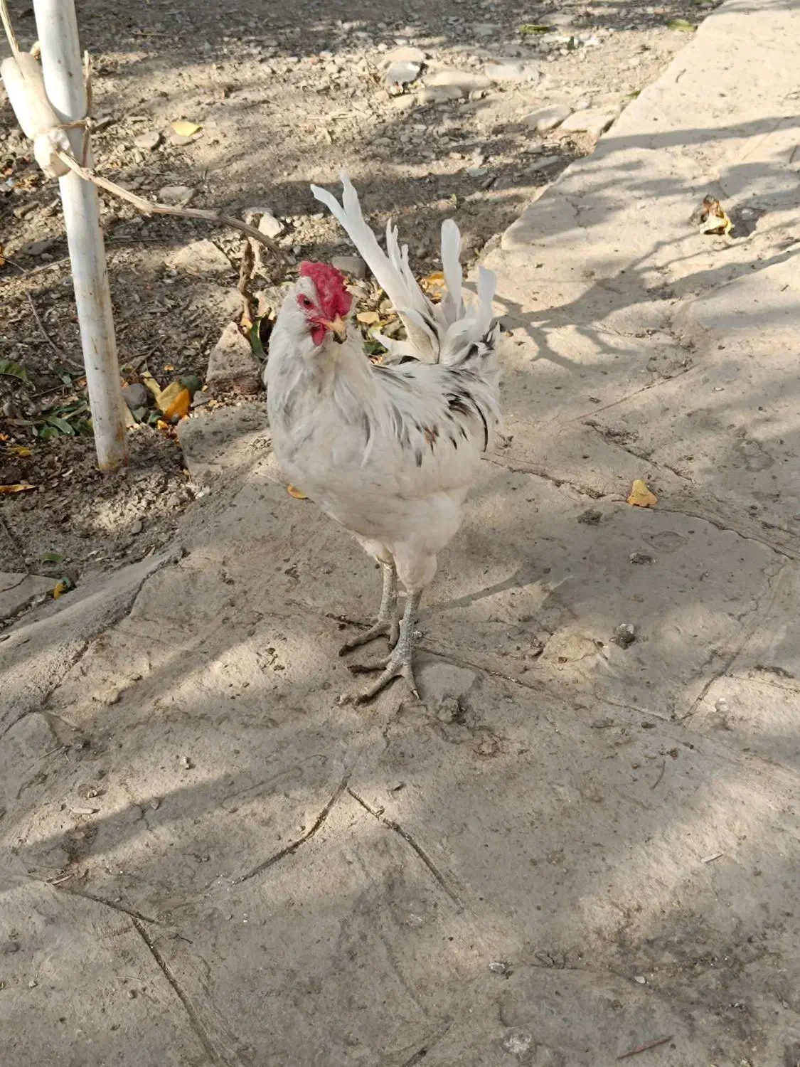 خروس گلین جوان|حیوانات مزرعه|مشهد, موسوی قوچانی|دیوار
