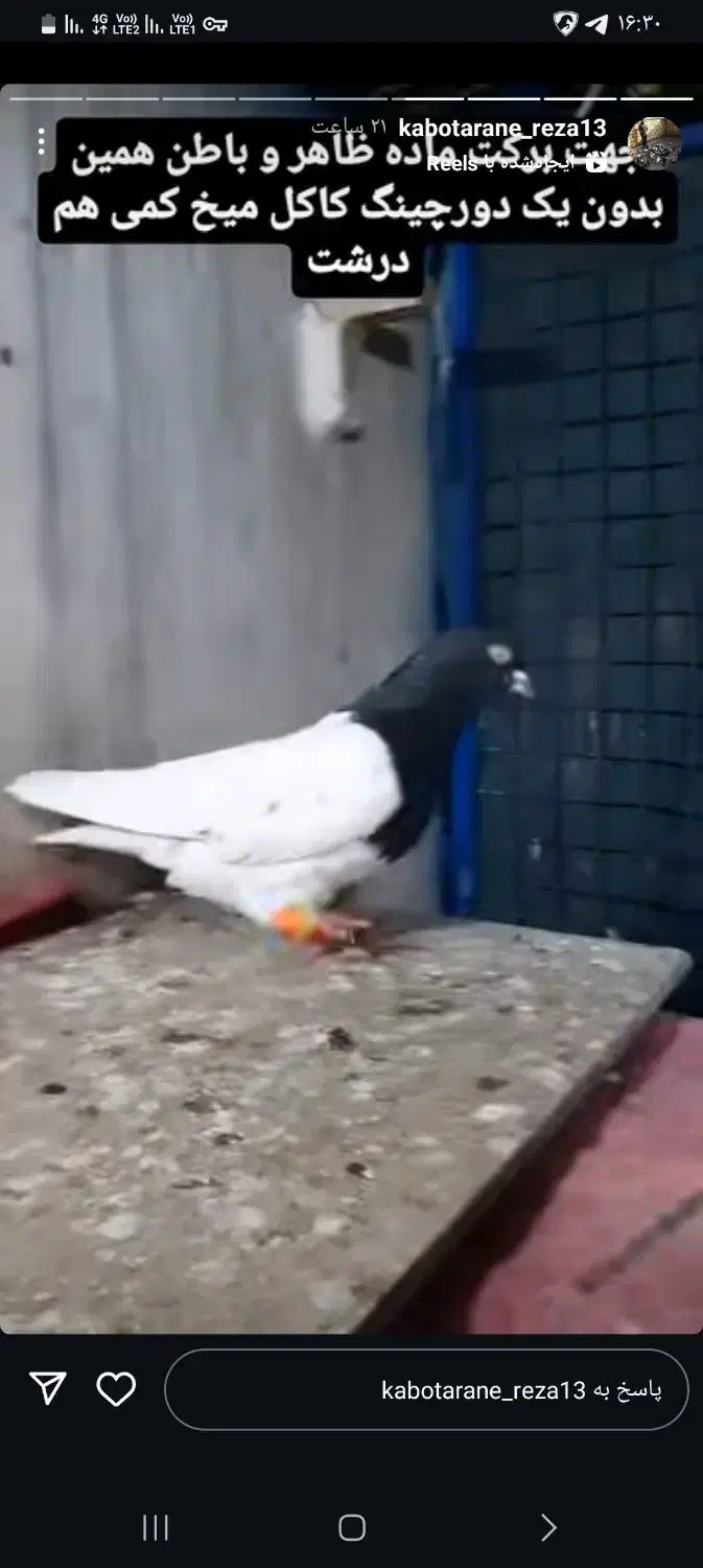 کود کبوتر|گل و گیاه طبیعی|بیرجند, |دیوار