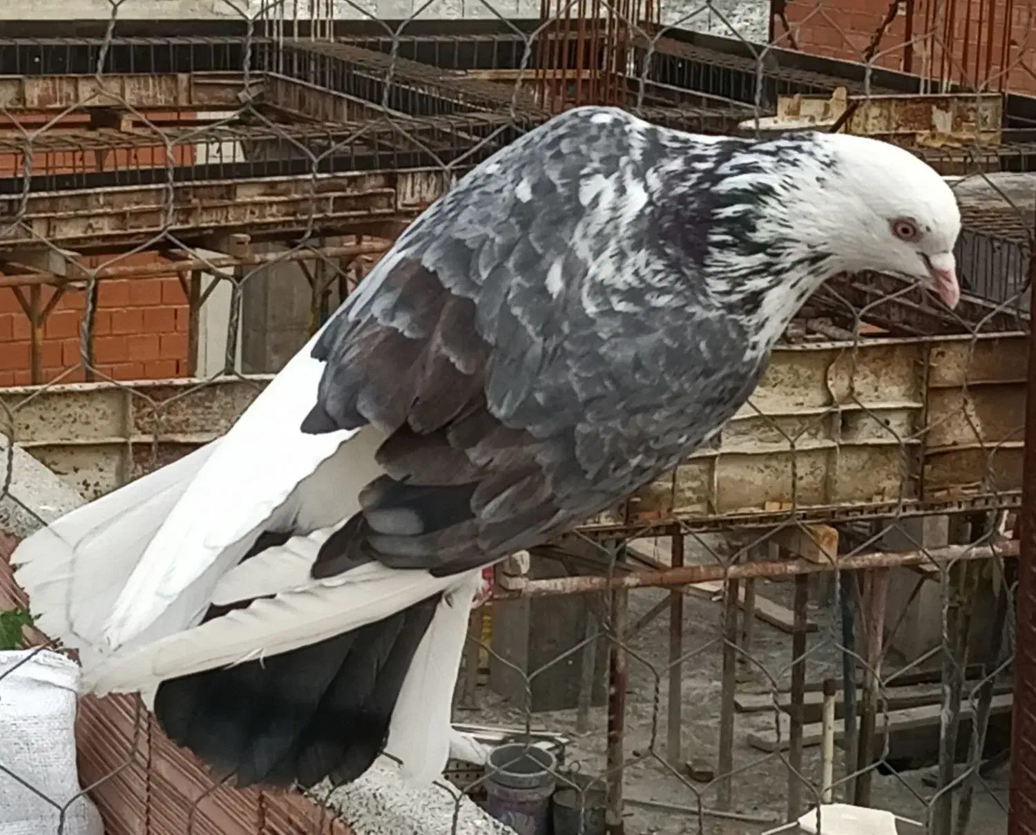 کبوتر پرشی|پرنده|ساری, |دیوار