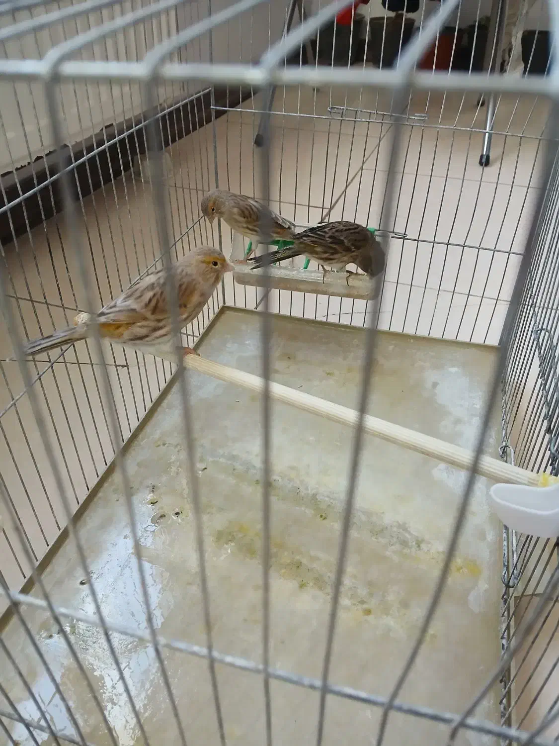 ۳ عدد قناری ماده اوپال|پرنده|چهارباغ, |دیوار