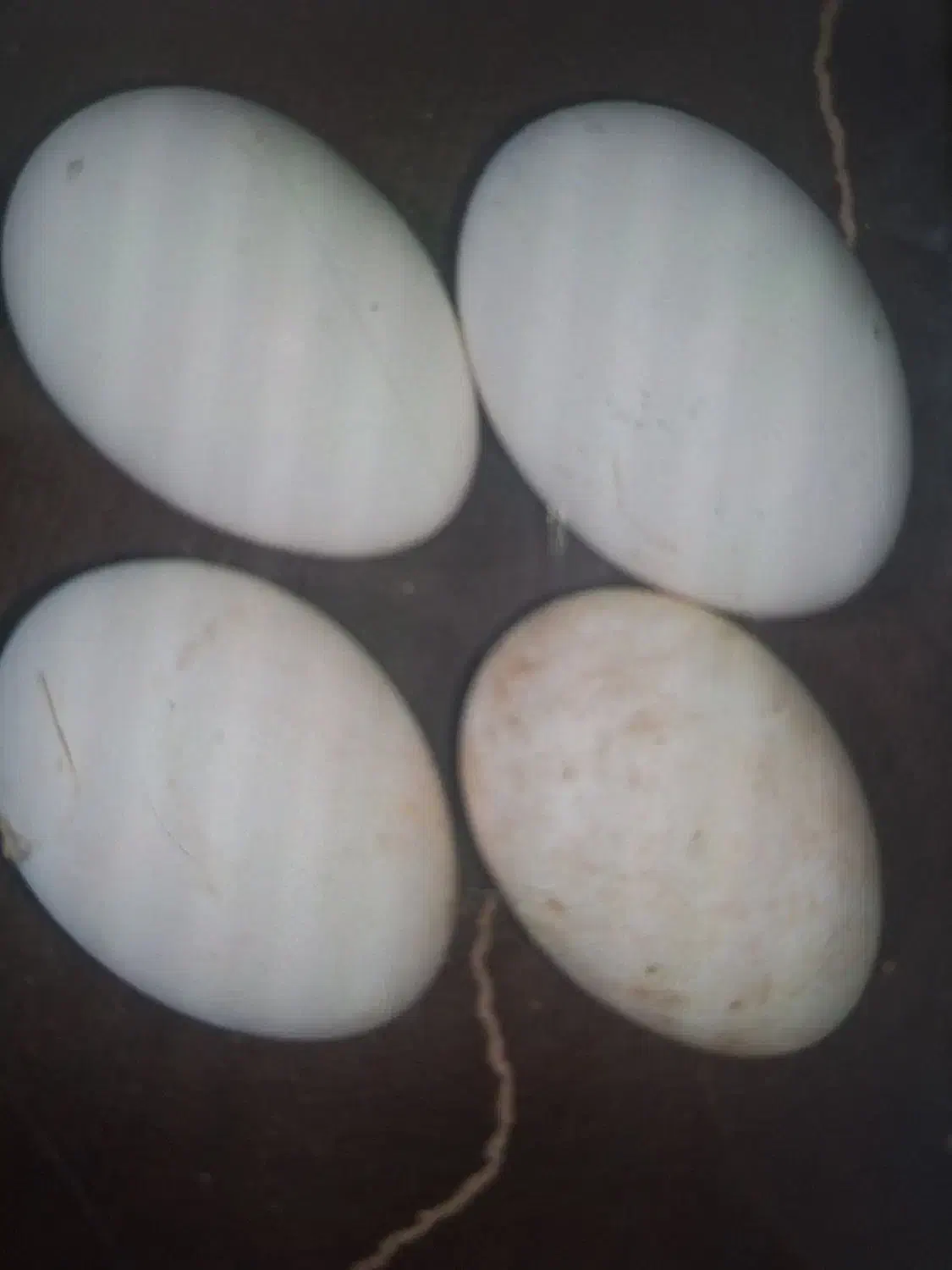 تخم اردک وقوغاز ایرانی و خارجی|حیوانات مزرعه|علی‌آباد کتول, |دیوار