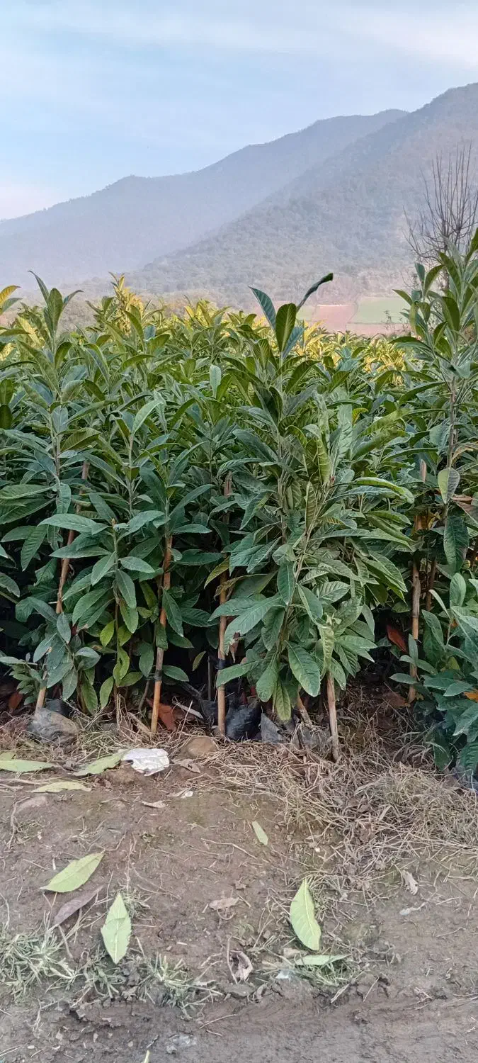 نهال ازگیل|گل و گیاه طبیعی|خان ببین, |دیوار