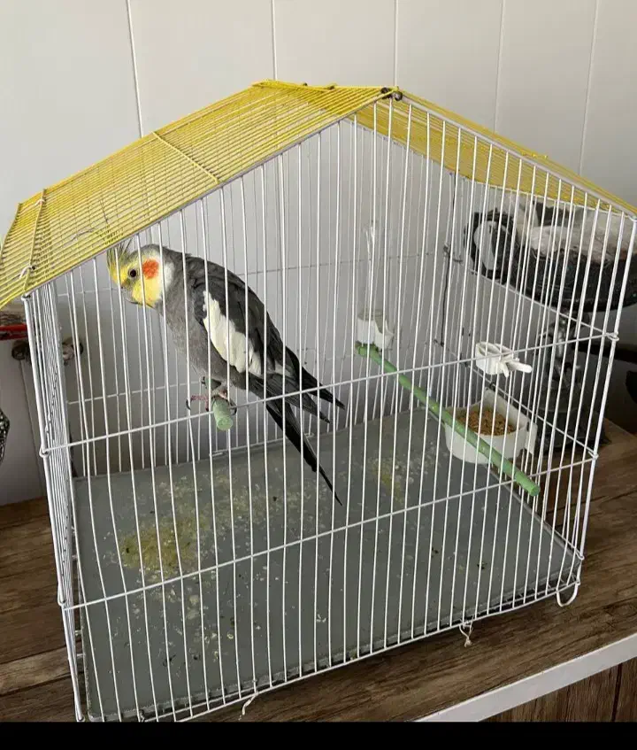 فروش عروس هلندی|پرنده|نقده, |دیوار