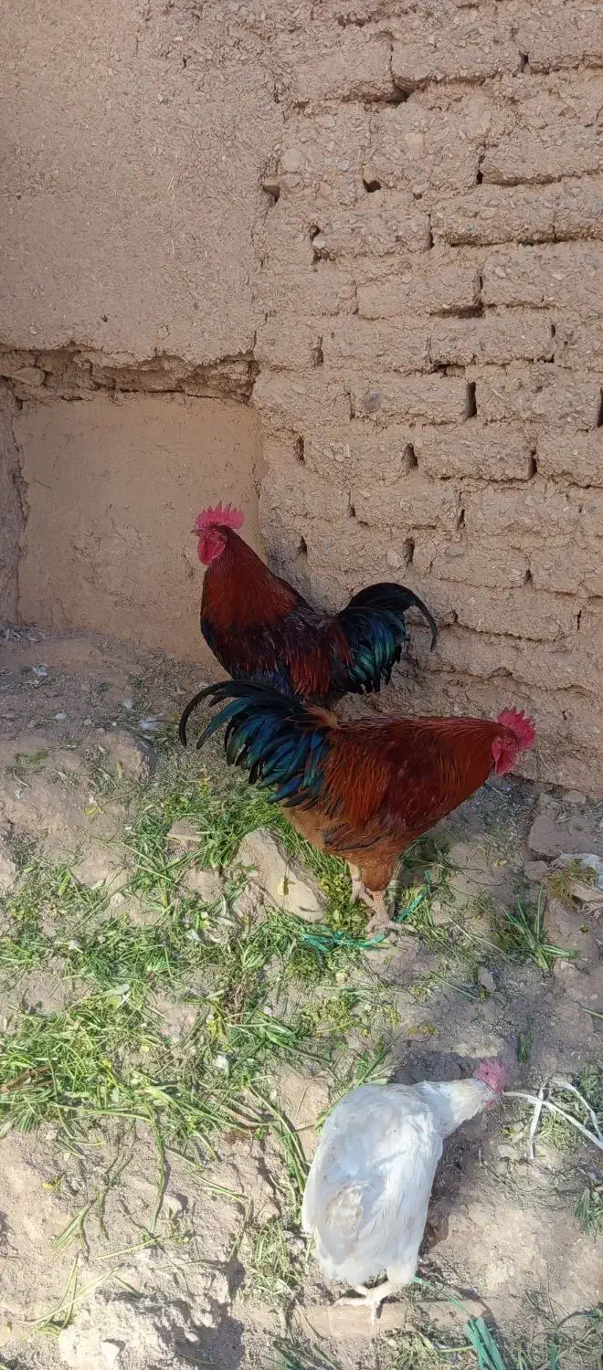 خروس|حیوانات مزرعه|محلات, |دیوار