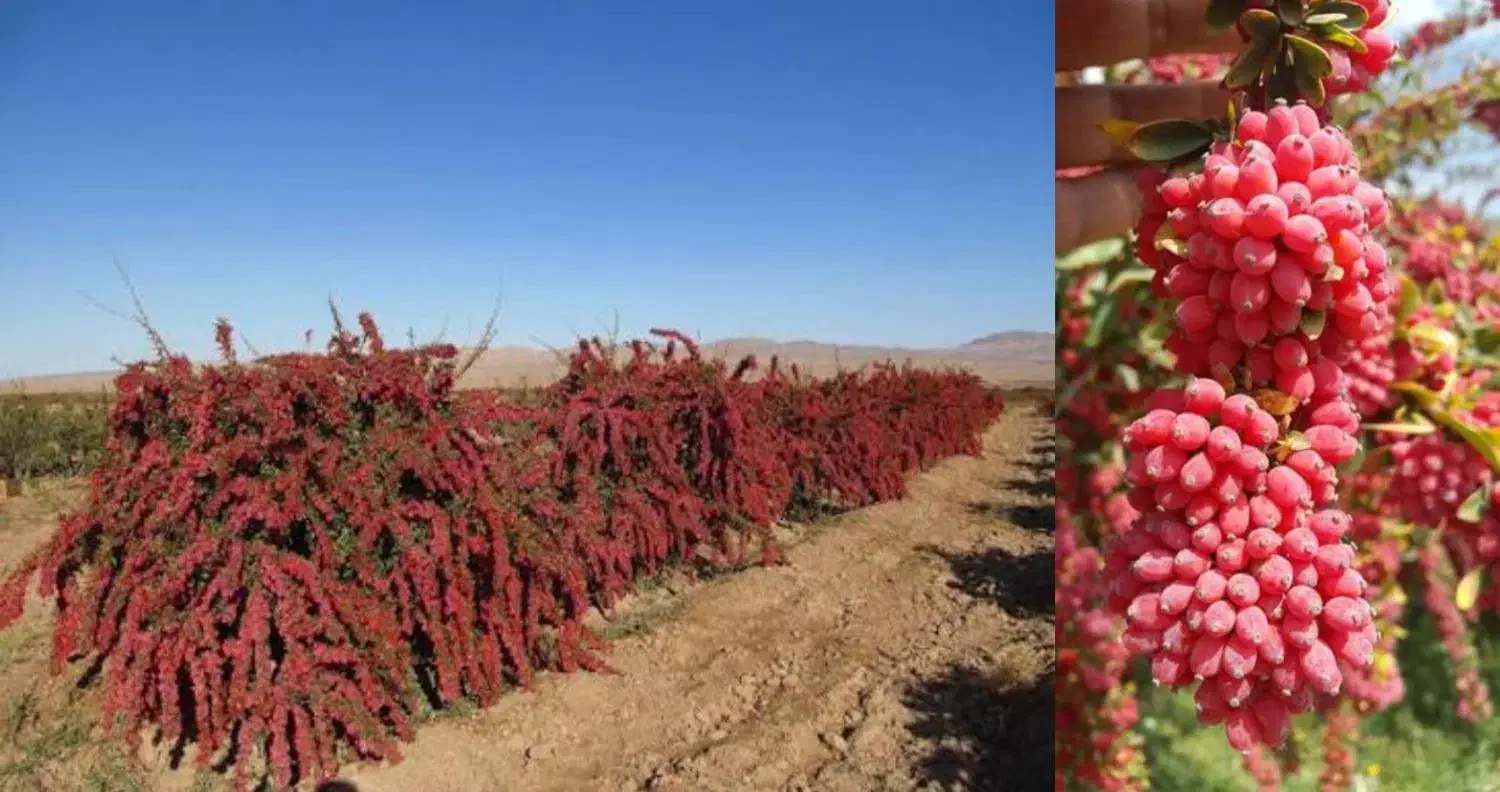 نهال زرشک و انواع نهال دیگر|گل و گیاه طبیعی|پیشخور, |دیوار