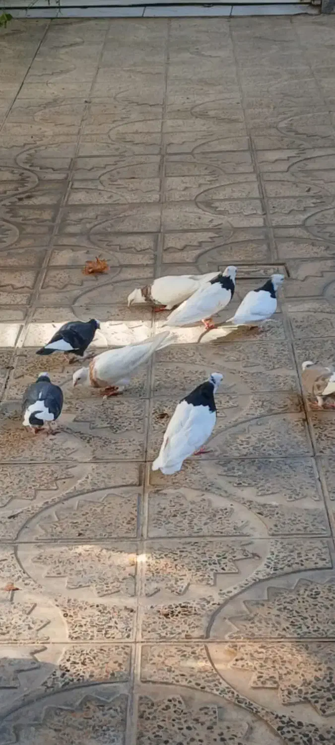 فروش کبوتر پرشی وزمینی|پرنده|ابهر, |دیوار