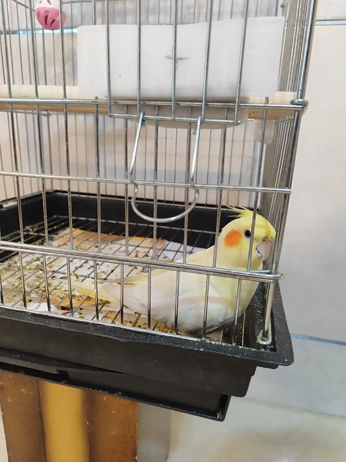 معاوضه یک جفت عروس هلندی دستی درجه یک|پرنده|کاشان, الغدیر|دیوار