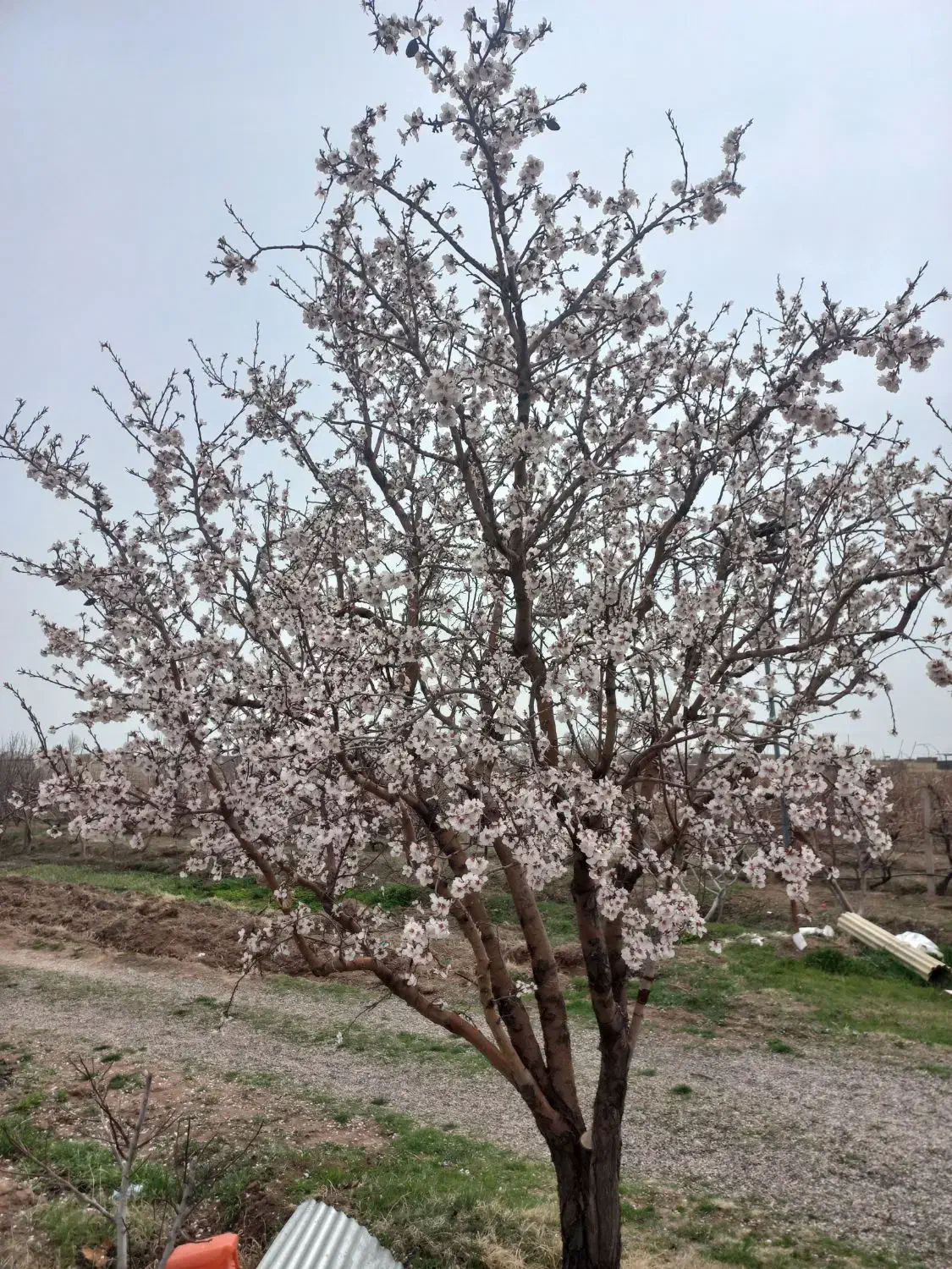 نه هزار متر باغ باسوله وتمام انشعابات رادارد|فروش دفتر صنعتی، کشاورزی، تجاری|قزوین, |دیوار
