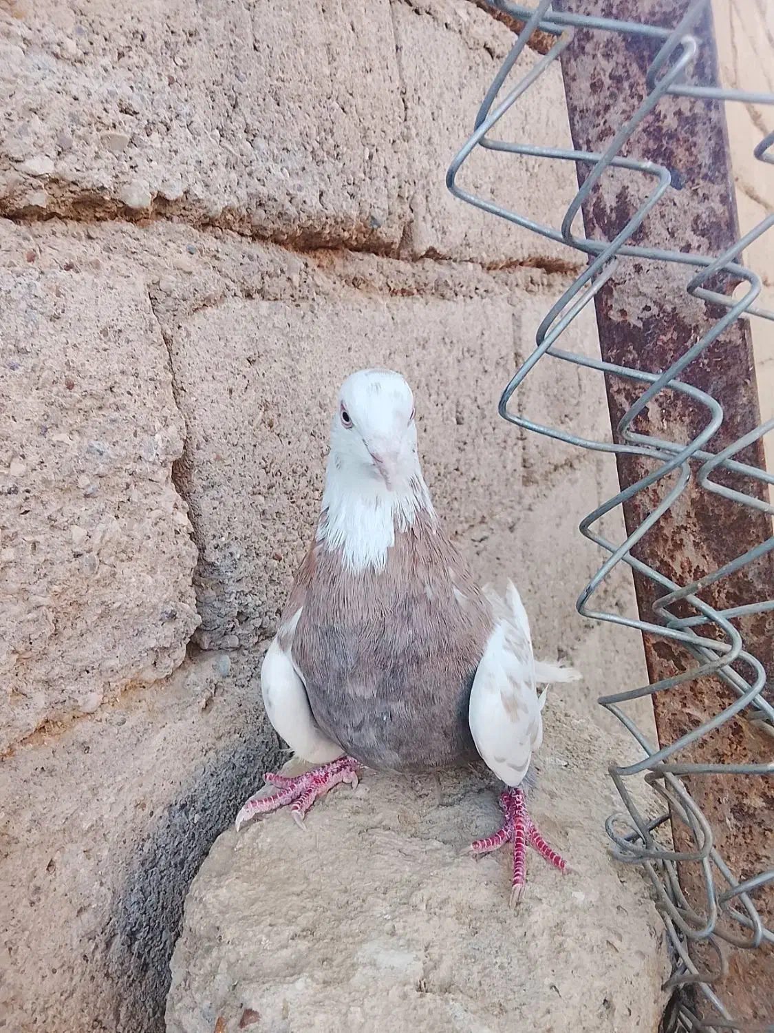 پرندگان|پرنده|دهلران, |دیوار