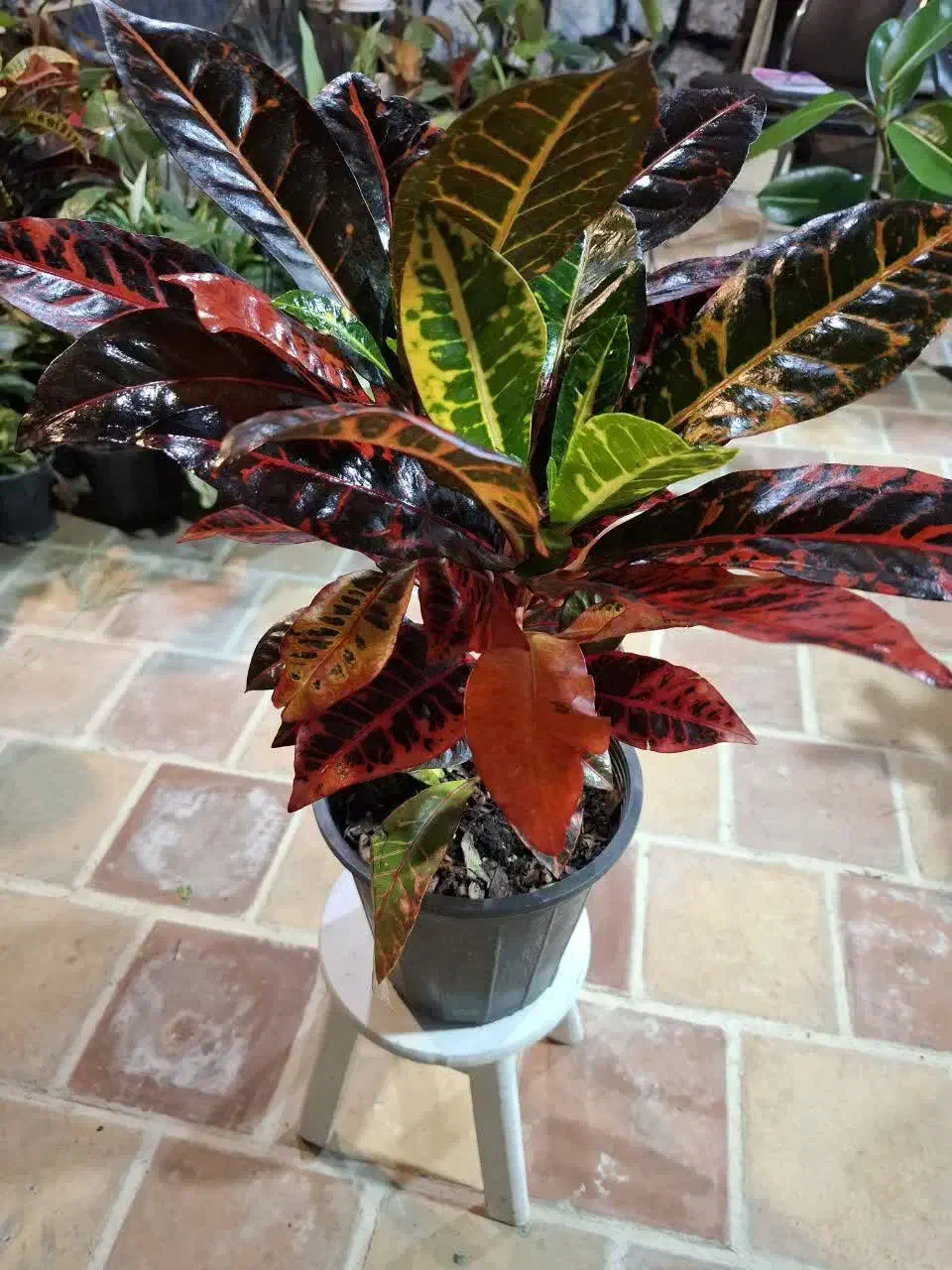 گل ارزانتر از کل اصفهان قیمت تولید گلخونه محلات|گل و گیاه طبیعی|اصفهان, باغ فدک|دیوار