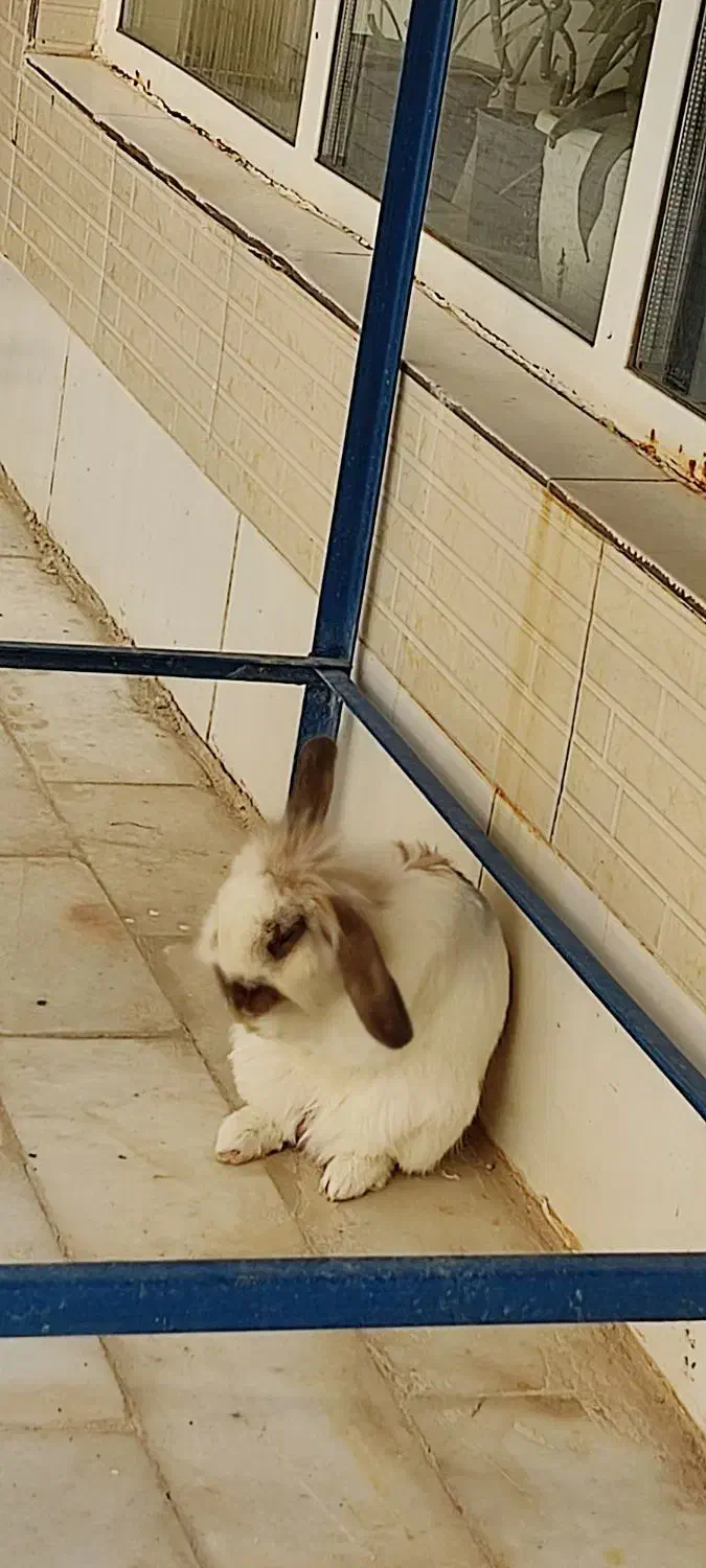 خرگوش خانگی|موش و خرگوش|خمینیشهر, |دیوار