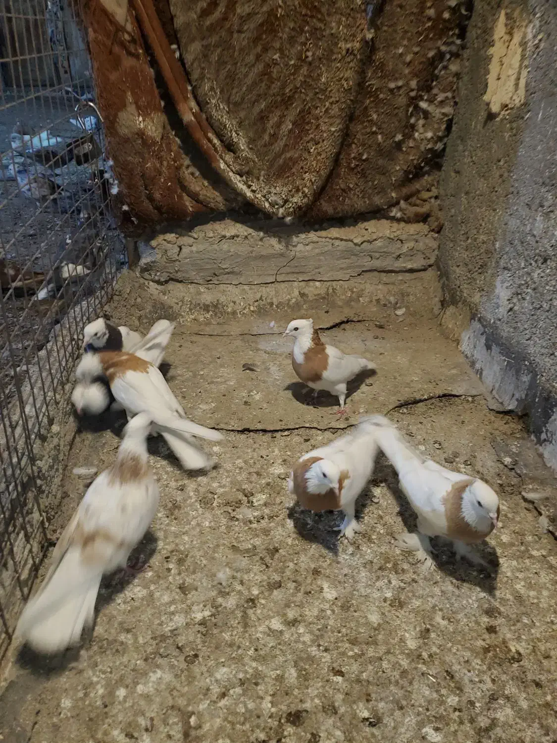 طوقی زرد|پرنده|مشهد, نوید|دیوار