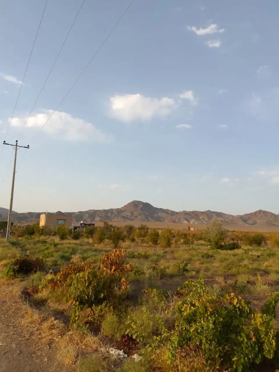 باغ کشاورزی|فروش دفتر صنعتی، کشاورزی، تجاری|سبزوار, رباط|دیوار