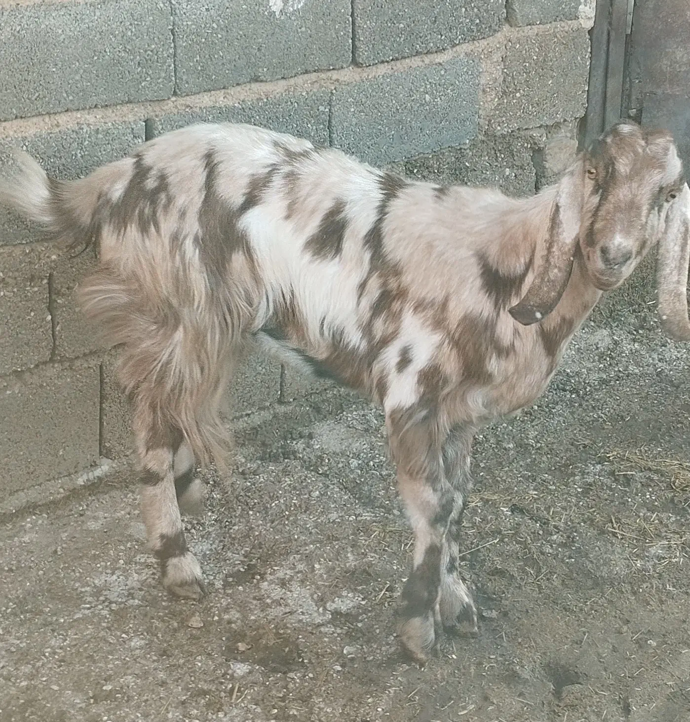 بز چاق|حیوانات مزرعه|بیضا, |دیوار