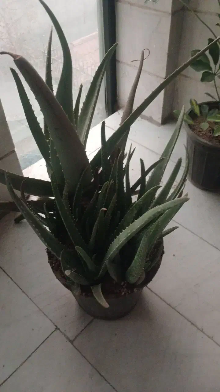 آلوورا طبیعی گلدون بزرگ|گل و گیاه طبیعی|تهران, علم و صنعت|دیوار