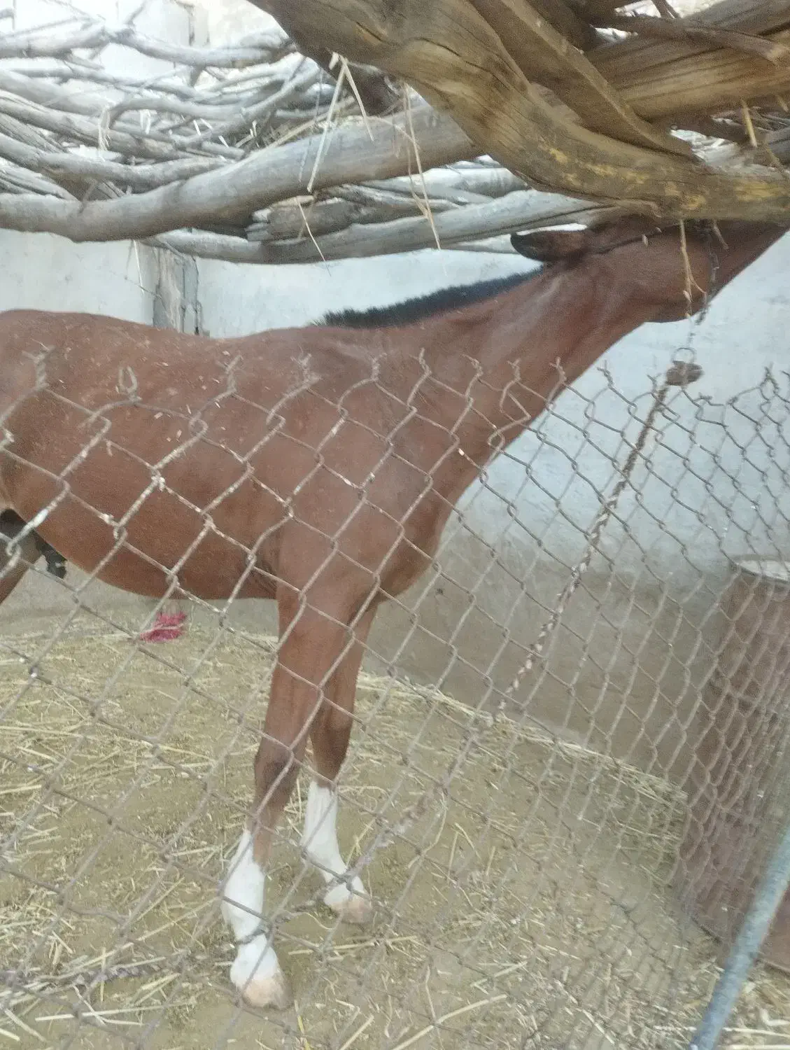 اسب|اسب و تجهیزات اسب‌سواری|امیدیه, |دیوار