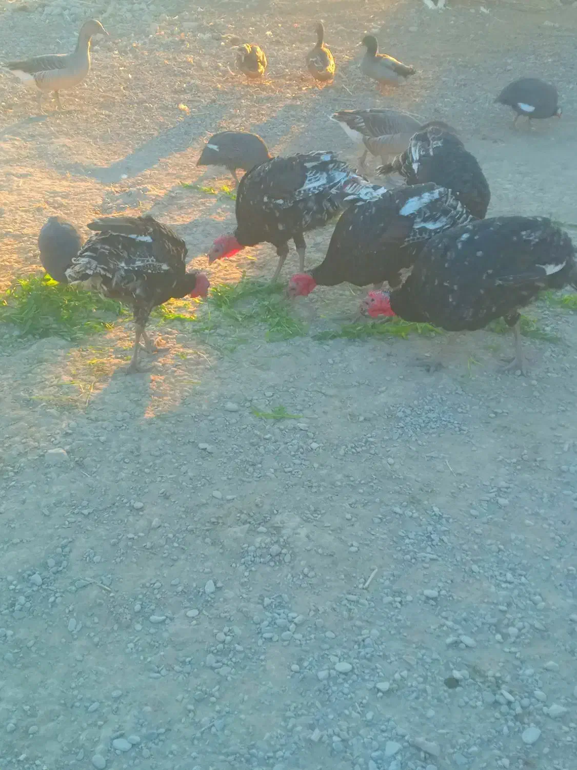 بوقلمون نر|حیوانات مزرعه|هامون, |دیوار