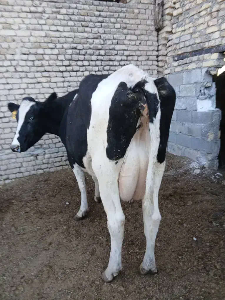 گاو|حیوانات مزرعه|مبارکه, |دیوار